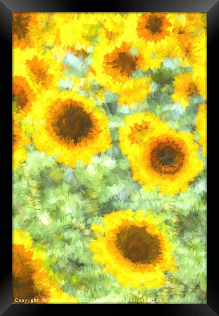 Painterly Sunflowers Framed Print by David Pyatt