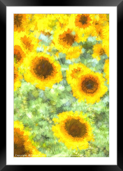 Painterly Sunflowers Framed Mounted Print by David Pyatt