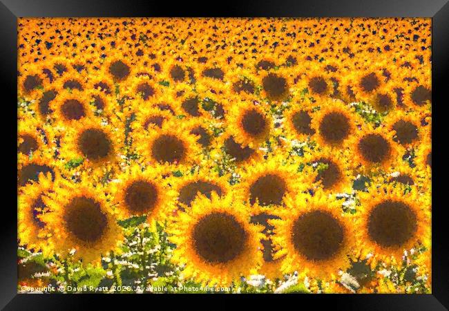 Sunflower Pastel Art  Framed Print by David Pyatt
