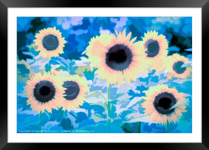 Sunflower Blue Art Framed Mounted Print by David Pyatt