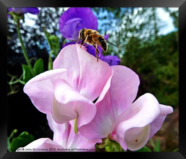 Hoverfly on Sweet Pea Framed Print by John McCoubrey
