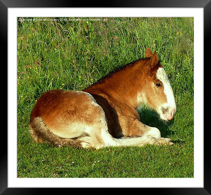 Shire Horse Foal Framed Mounted Print by John McCoubrey