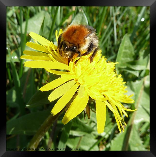 Bumble Bee on a Dandelion Framed Print by John McCoubrey