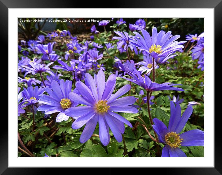 Carpet of Wood Anemones Framed Mounted Print by John McCoubrey