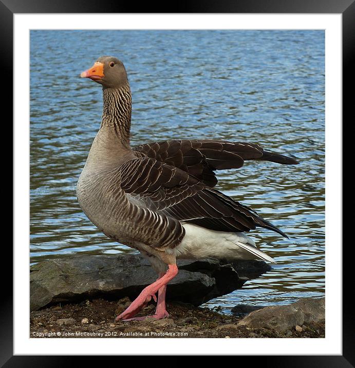 Goose Stepping Framed Mounted Print by John McCoubrey