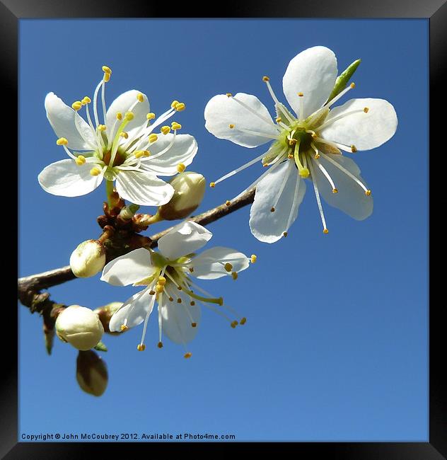 White Spring Blossom Framed Print by John McCoubrey