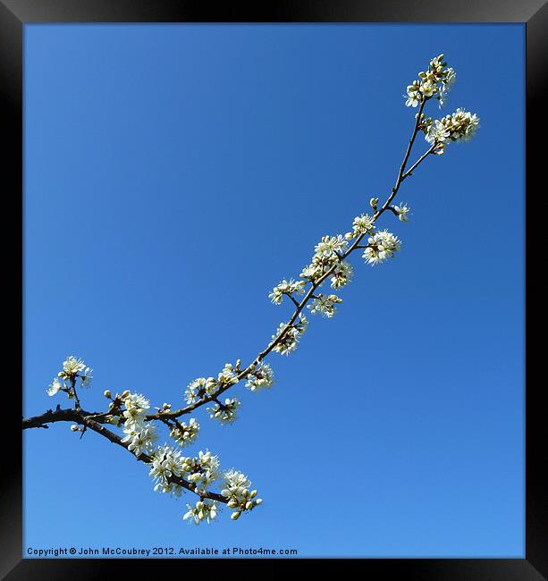 Spring Blossom Framed Print by John McCoubrey