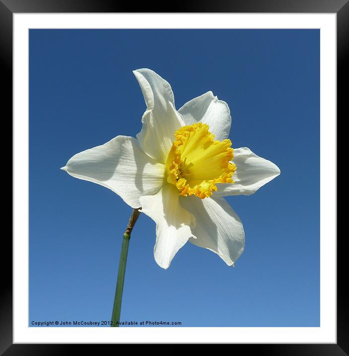 Yellow and White Narcissus Daffodil Framed Mounted Print by John McCoubrey