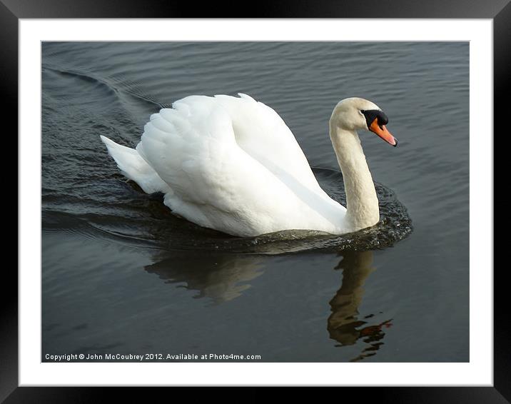 White Mute Swan Framed Mounted Print by John McCoubrey