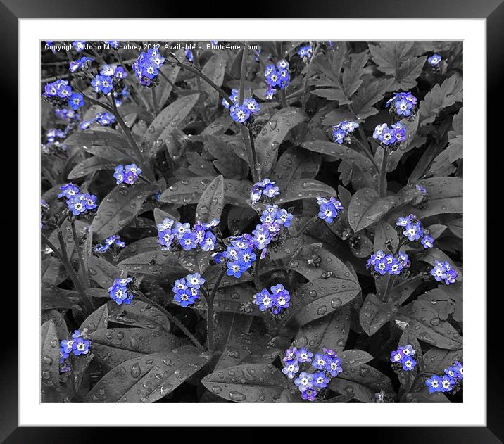 Forget-Me-Not Flowers Framed Mounted Print by John McCoubrey