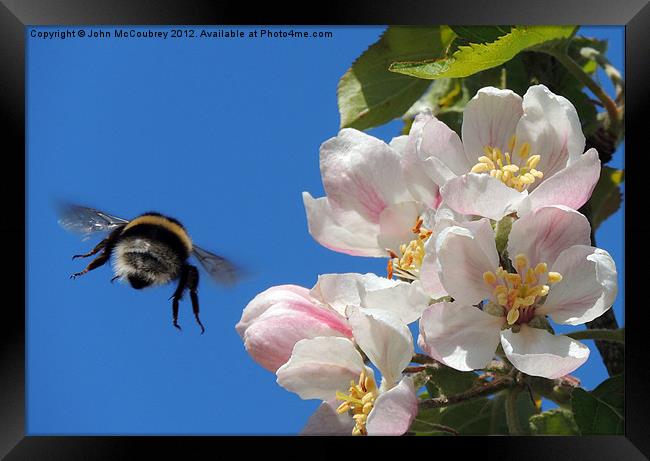 Apple Blossom and a Bee Framed Print by John McCoubrey