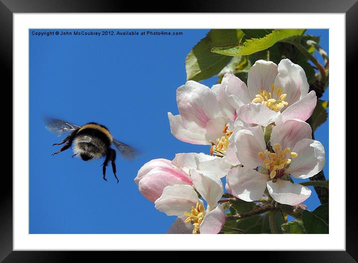 Apple Blossom and a Bee Framed Mounted Print by John McCoubrey