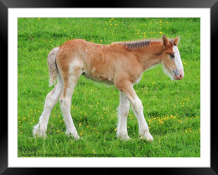 Shire Horse Foal Standing Framed Mounted Print by John McCoubrey