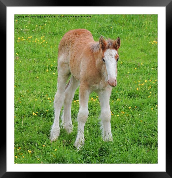 Foal Shire Horse Framed Mounted Print by John McCoubrey
