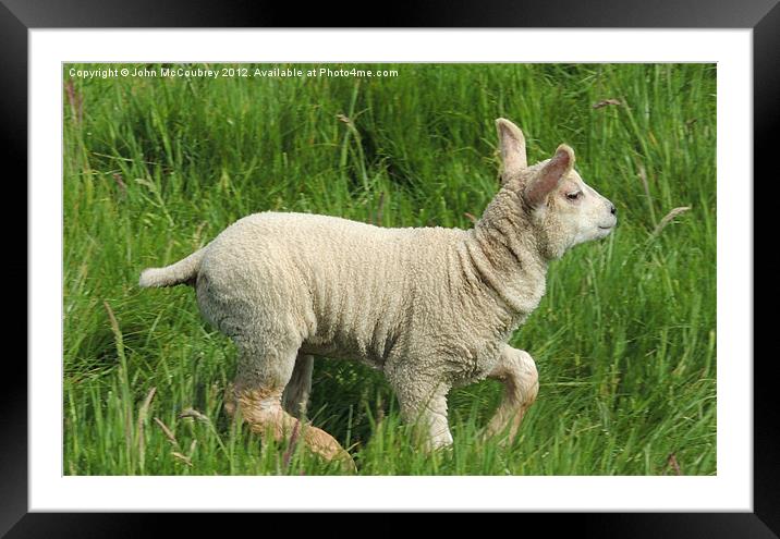 Happy Lamb Framed Mounted Print by John McCoubrey