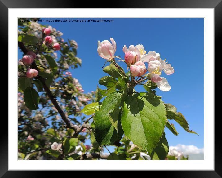 Apple Blossom Framed Mounted Print by John McCoubrey