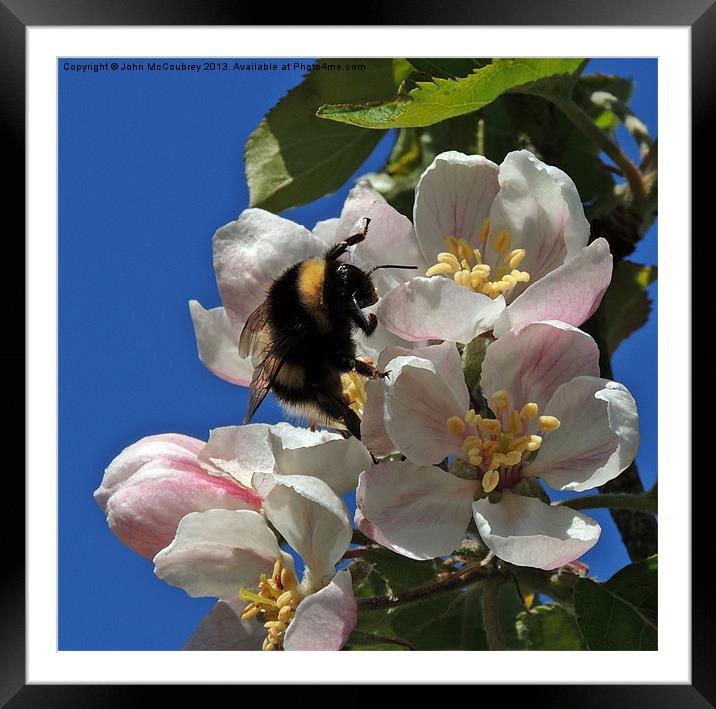 Bumble Bee on Apple Blossom Framed Mounted Print by John McCoubrey