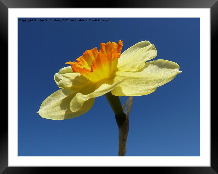 Narcissus Daffodil in Landscape Format Framed Mounted Print by John McCoubrey