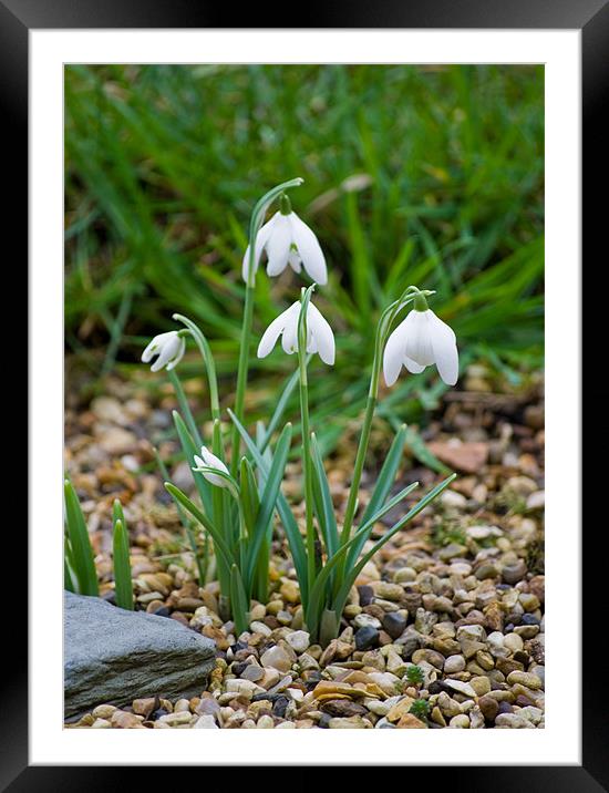 Snowdrops Framed Mounted Print by eric carpenter