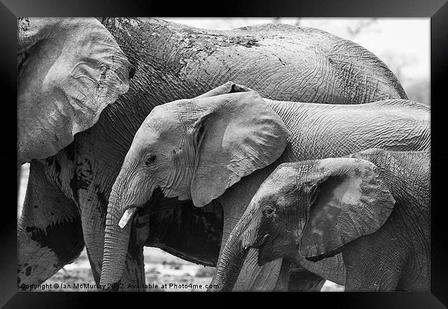 Elephant Family Framed Print by Ian McMurray