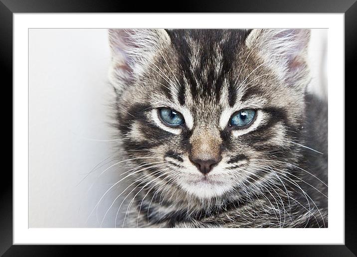 Tabby Kitten Framed Mounted Print by Alex Hooker