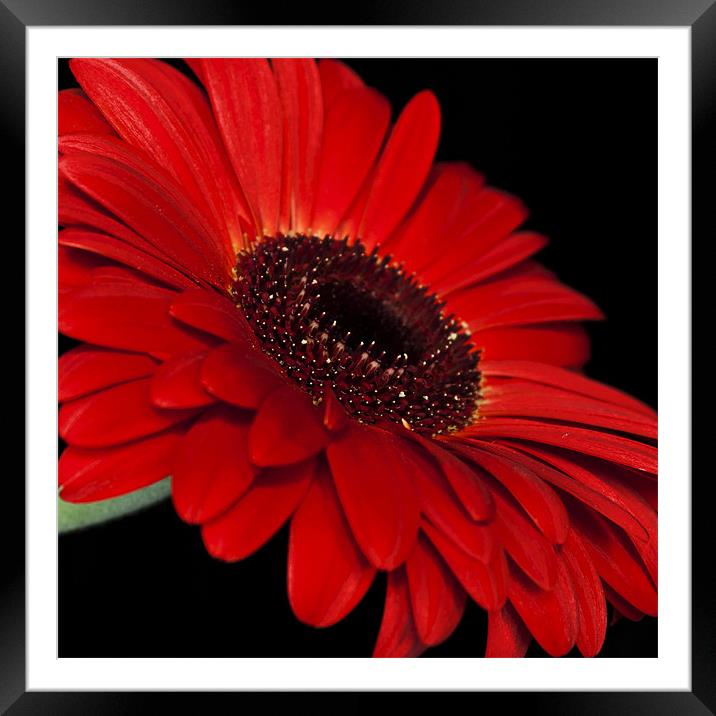 Red Gerbera Framed Mounted Print by Alex Hooker