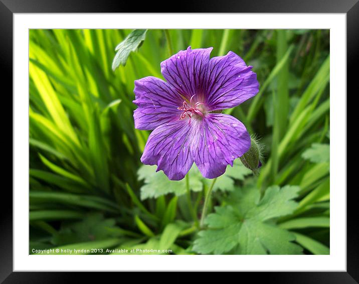 Lonesome Flower Framed Mounted Print by holly lyndon