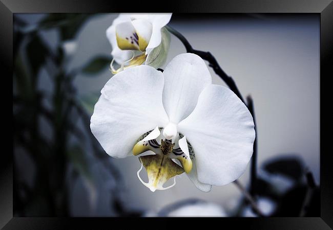 Orchid Flower Framed Print by holly lyndon