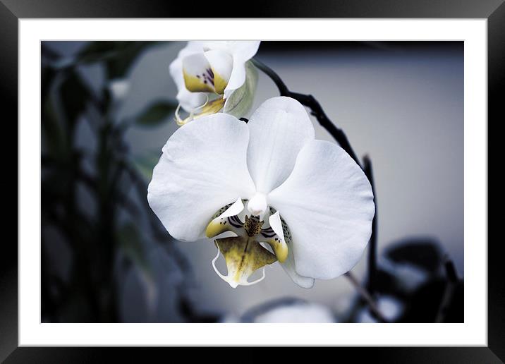 Orchid Flower Framed Mounted Print by holly lyndon