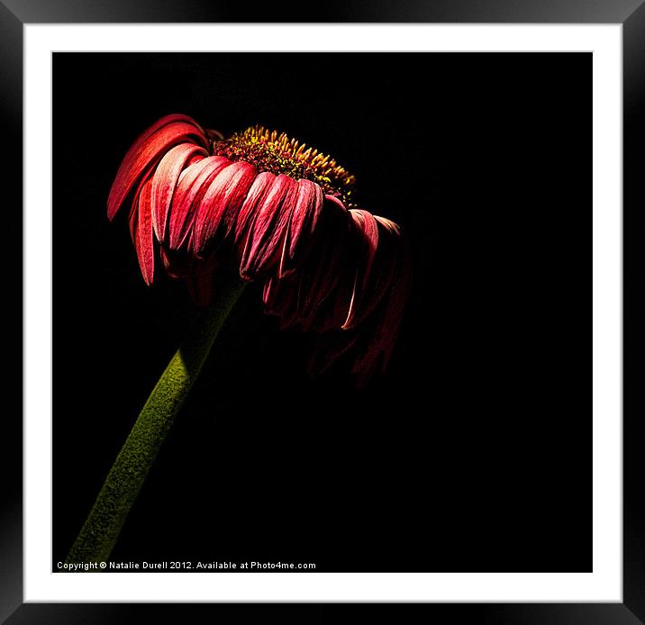 Wilted Framed Mounted Print by Natalie Durell