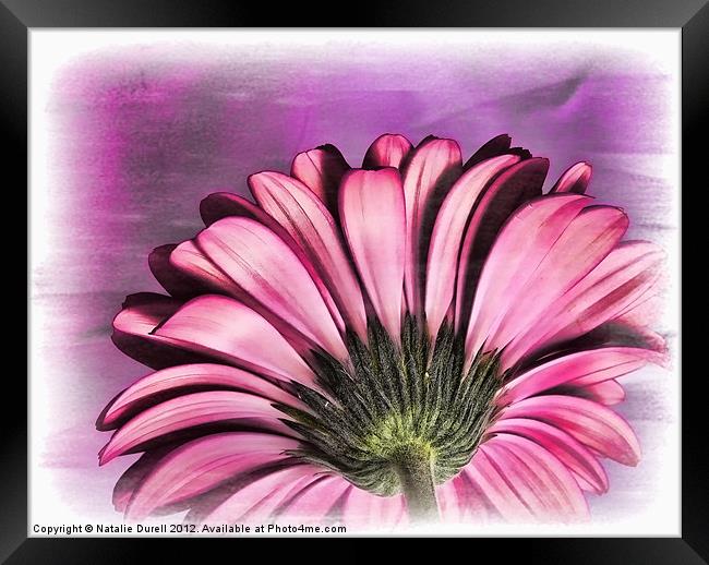 Simply Pink Framed Print by Natalie Durell
