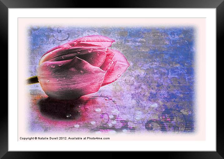 Tulip Wall Framed Mounted Print by Natalie Durell