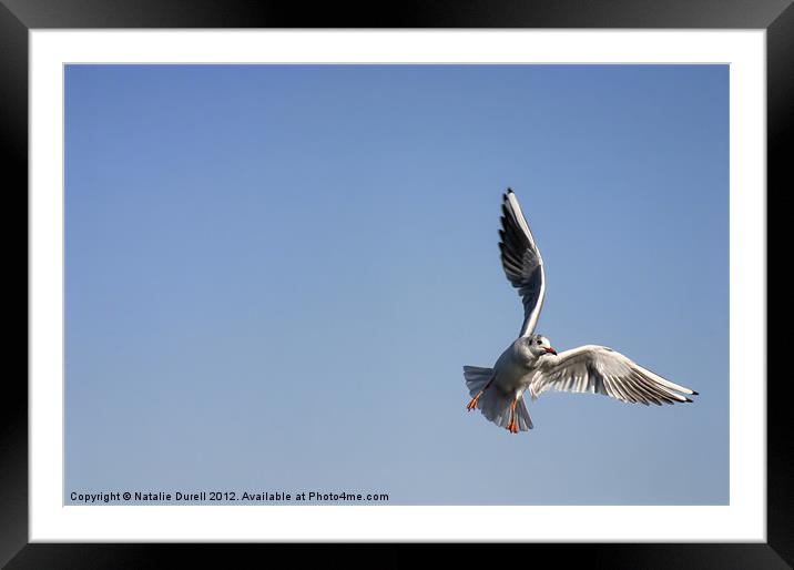Fly Blue Framed Mounted Print by Natalie Durell