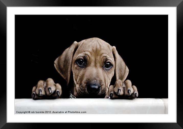 PEEK-A-BOO Framed Mounted Print by Rob Toombs