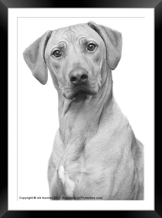 EYES OF THE RIDGEBACK Framed Mounted Print by Rob Toombs