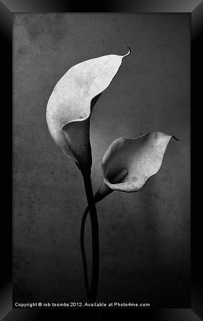 TWIN LILY'S Framed Print by Rob Toombs