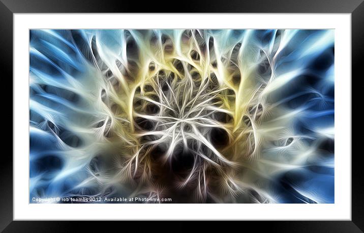 FRACTILIUS CLEMATIS Framed Mounted Print by Rob Toombs