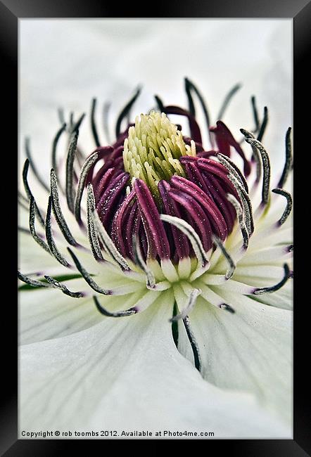 NECTAR OF A CLEMATIS Framed Print by Rob Toombs