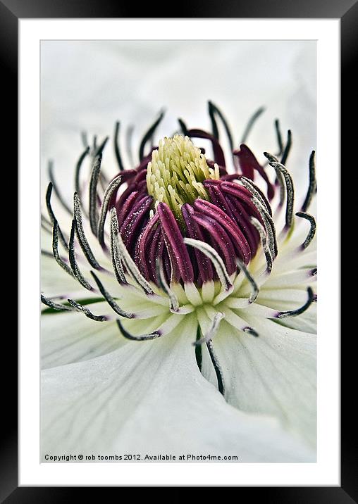 NECTAR OF A CLEMATIS Framed Mounted Print by Rob Toombs