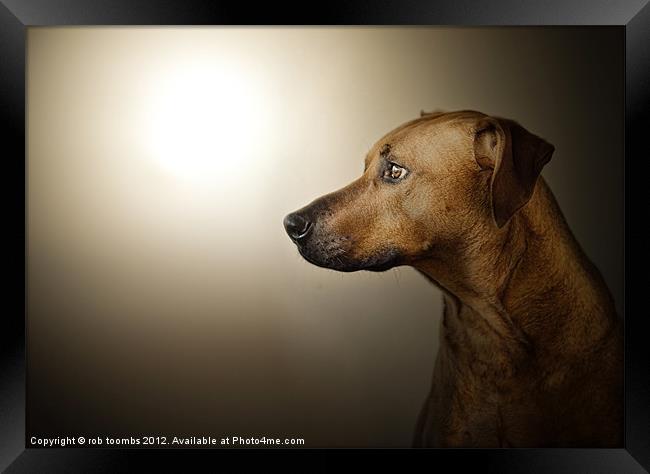 EARLY MORNING RIDGEBACK Framed Print by Rob Toombs
