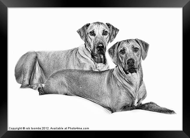 LIKE BROTHER LIKE SISTER Framed Print by Rob Toombs