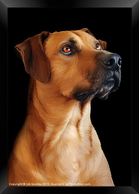 PROUD TO BE A RIDGEBACK Framed Print by Rob Toombs
