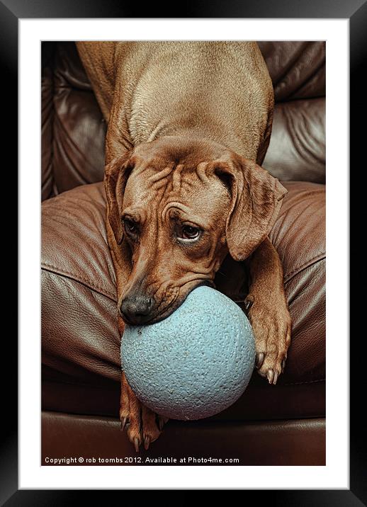 IT'S MY BALL Framed Mounted Print by Rob Toombs