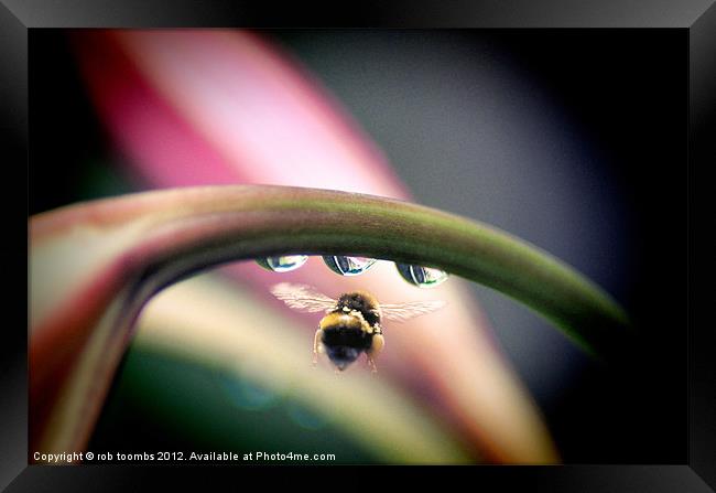 THREE DROPS AND A BEE Framed Print by Rob Toombs