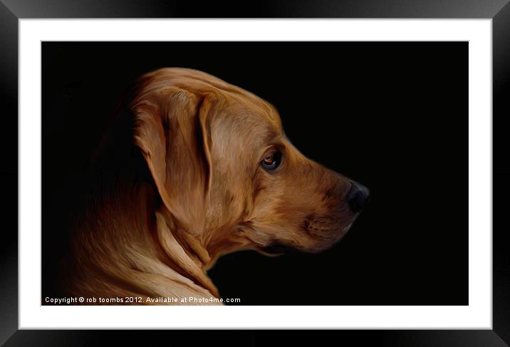 BEAUTIFUL HOUND Framed Mounted Print by Rob Toombs