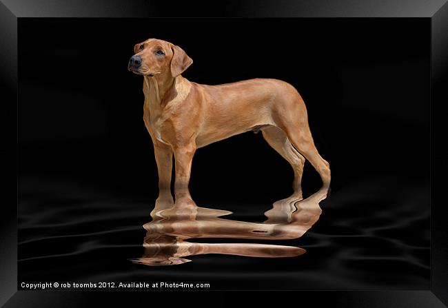 A PROUD RIDGEBACK Framed Print by Rob Toombs