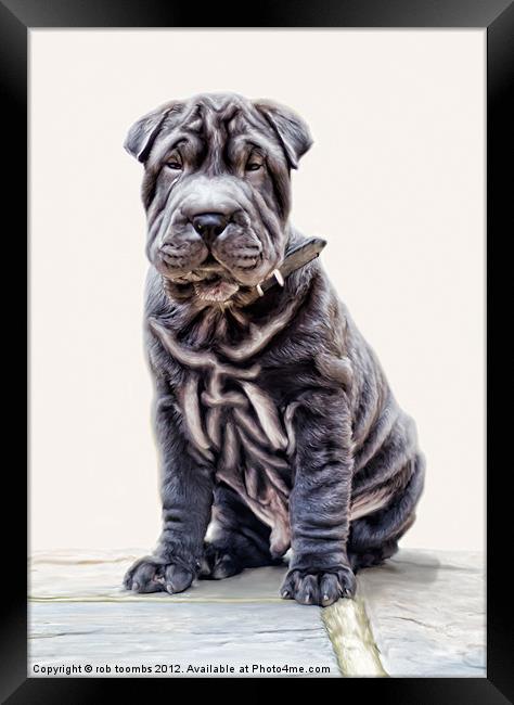 LITTLE SHAR PEI Framed Print by Rob Toombs