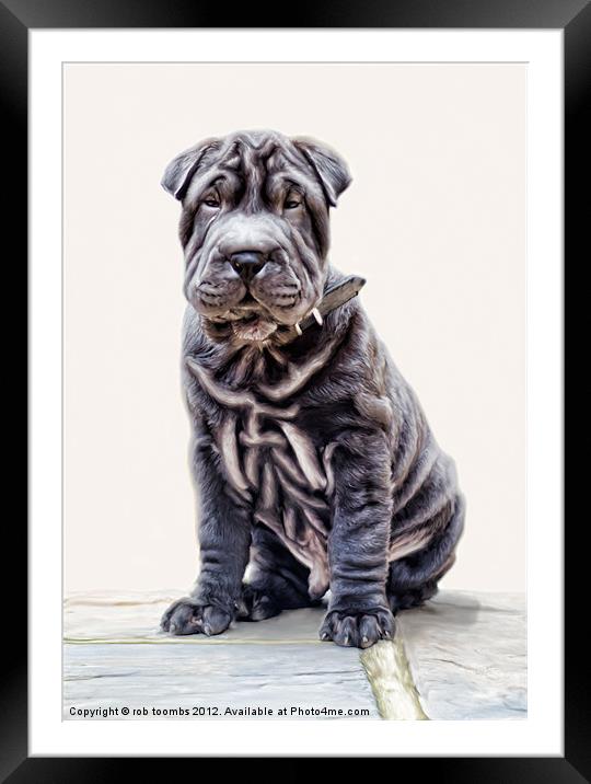 LITTLE SHAR PEI Framed Mounted Print by Rob Toombs