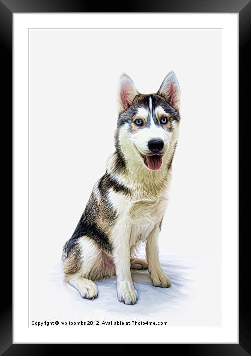 SIBERIAN HUSKY Framed Mounted Print by Rob Toombs