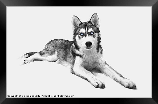 PAINTED HUSKY Framed Print by Rob Toombs